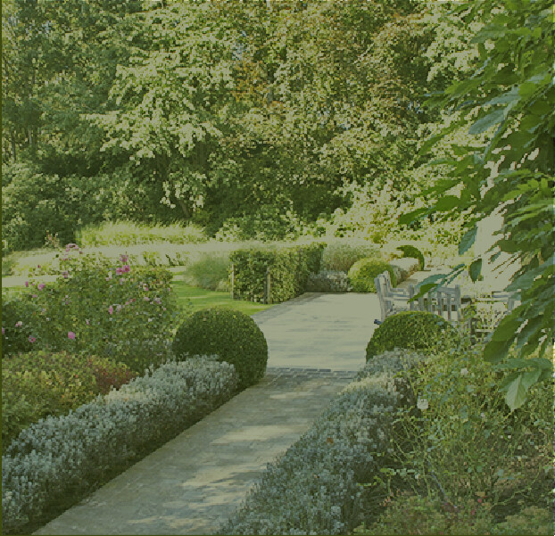 Un petit chemin entouré de petites haies et d